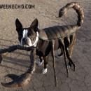 Genial idea de disfraz de bricolaje para tu perro: Echo the Scorpion