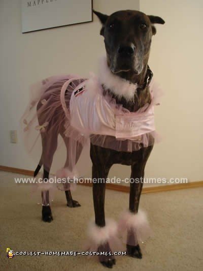 disfraces de halloween para perros