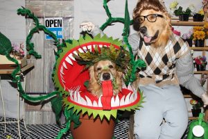 The Coolest Horror Shop Disfraces para perros