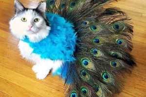 Lindo disfraz de gato pavo real: ¡literalmente dice que es su propia cola!
