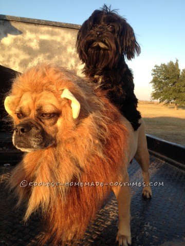 Genial disfraz para una pareja de perros y dueños: ¡Domadora de leones y su feroz león!