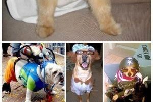 ¡11 divertidos disfraces para perros que cualquiera puede hacer en casa!
