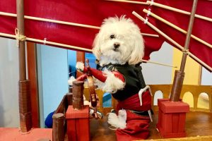 ¡Increíble disfraz de perro pirata Sinbad hecho por ti mismo y un increíble barco de cartón!