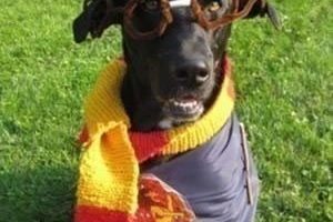 El mejor disfraz de mascota hecho en casa de Harry Potter