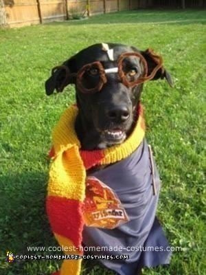 El disfraz de mascota casero más genial de Harry Potter - Ideas de disfraces de Halloween para perros