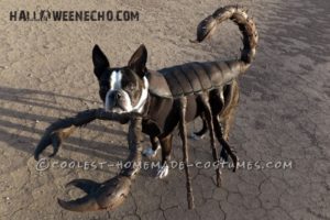 Genial idea de disfraz de bricolaje para tu perro: Echo the Scorpion