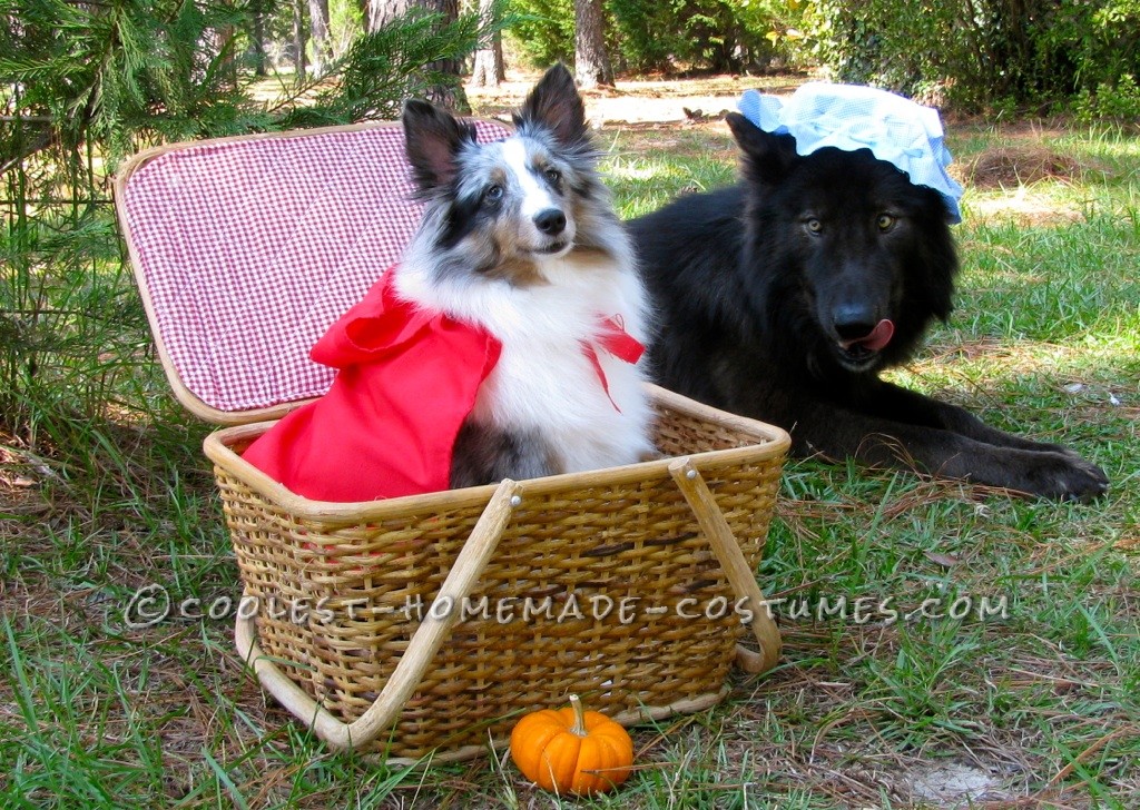 Los disfraces más lindos de Caperucita Roja y el perro lobo feroz - Ideas de disfraces de perros de Halloween