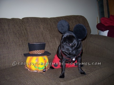 Lindos disfraces de pug Mickey y Minnie Mouse