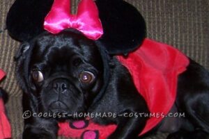 Lindos disfraces de pug Mickey y Minnie Mouse