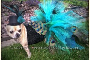 Cómo convertir un chihuahua en un pavo real para Halloween