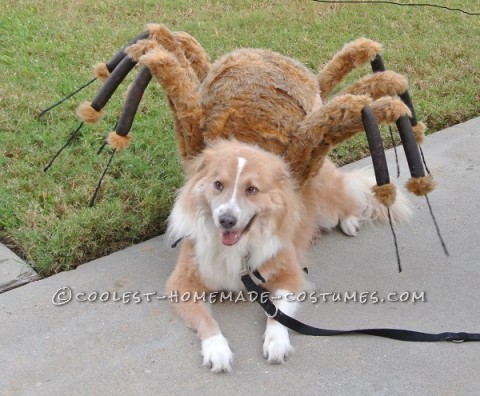 Traje de araña para perros y princesa araña para niños.