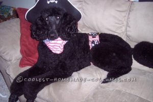 Fácil de hacer un disfraz de perro pirata