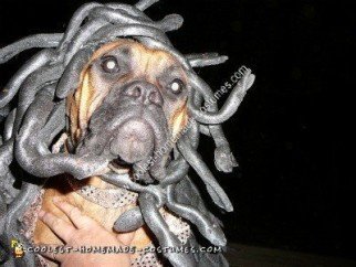 Idea de disfraz de Halloween único hecho en casa con perro Medusa
