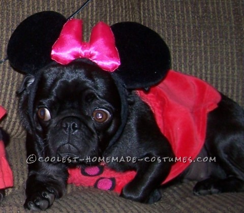 Lindos disfraces de pug Mickey y Minnie Mouse