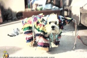 Mi perro real disfrazado de piñata