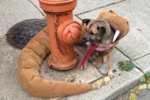 Disfraz de perro comido por serpiente cascabel