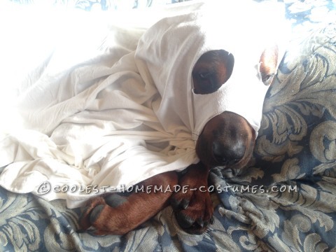 Genial disfraz de perro de Halloween: Cachorro fantasma