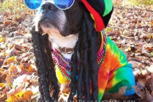 Disfraz de perro rasta: el Boston Terrier de Pablo se hace pasar por Bob Marley