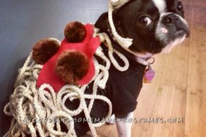 Boston Terrier Maddy como «Spaghetti and Meatballs»