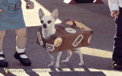 Disfraces de bebé Pan Am Crew con chihuahua