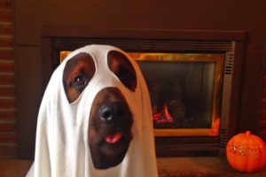 Genial disfraz de perro de Halloween: Cachorro fantasma