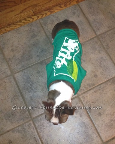 Quería disfrazarme de mi Boston Terrier para Halloween.  Su nombre es Lola y ella va a donde yo voy, así que sabía que deberíamos hacer un par de juntas.