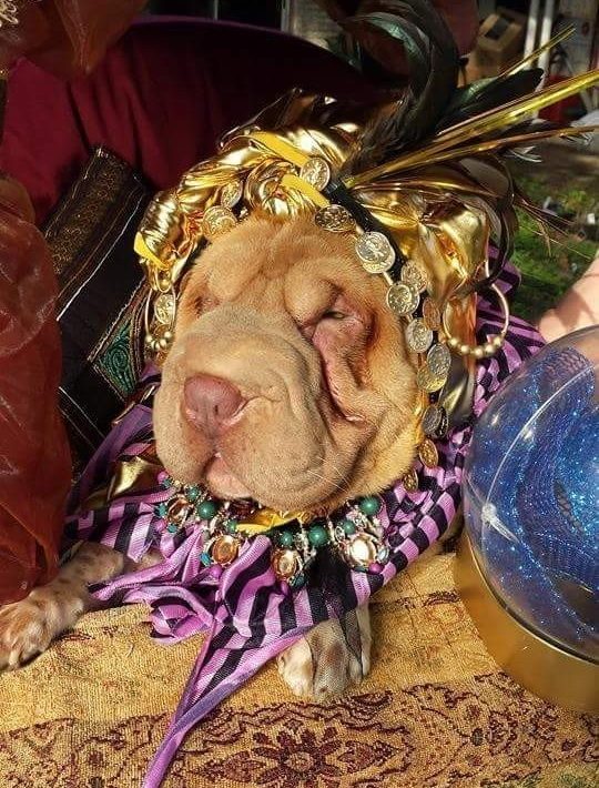 Disfraz de perro adivino para nuestro sharpei miniatura