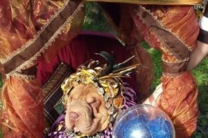 La mejor idea de disfraz de perro adivinador para nuestro Shar Pei en miniatura