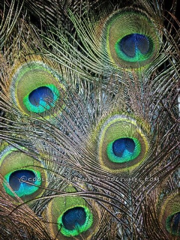 majestuoso disfraz de pavo real
