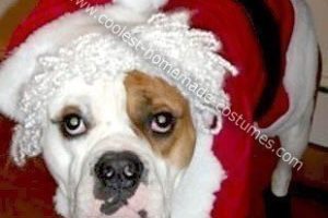 El disfraz casero de Papá Noel para perro más chulo