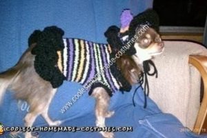 El disfraz de bruja para perro chihuahua mascota más genial