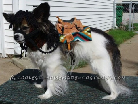 El disfraz de papillon más lindo de My Little Pony