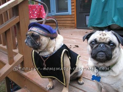 Este es Sir Walter.  Compitió en el concurso de disfraces de Pug Social (más de un pug) junto con su amiga Josie vestida como Tudors&rd.
